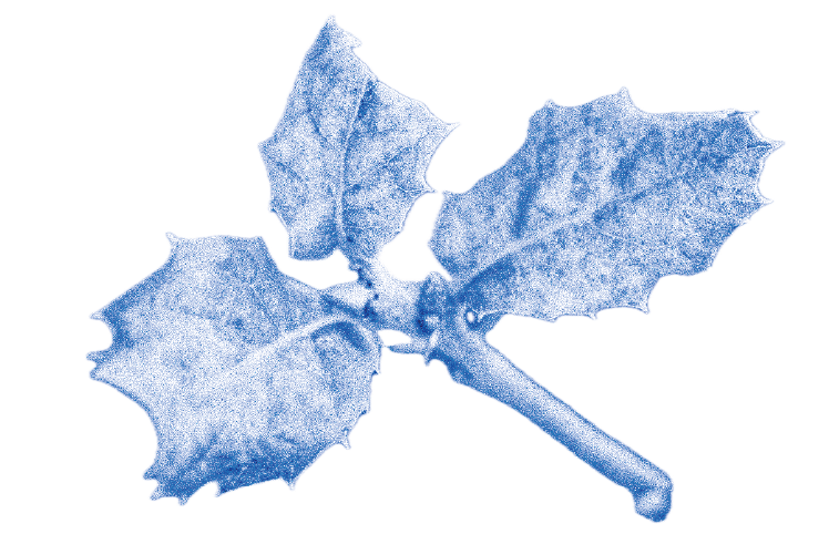 coastliveoakleaves.png